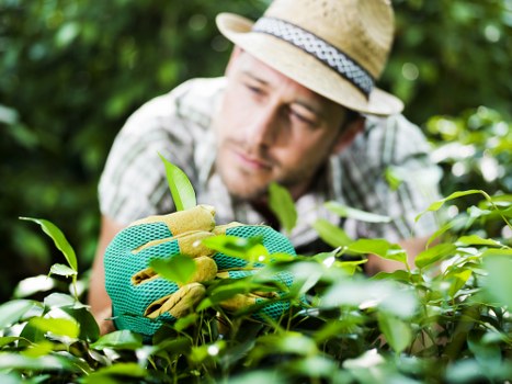 Professional garden clearance and lawn upkeep in Harold Wood
