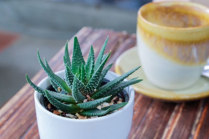 home Plants